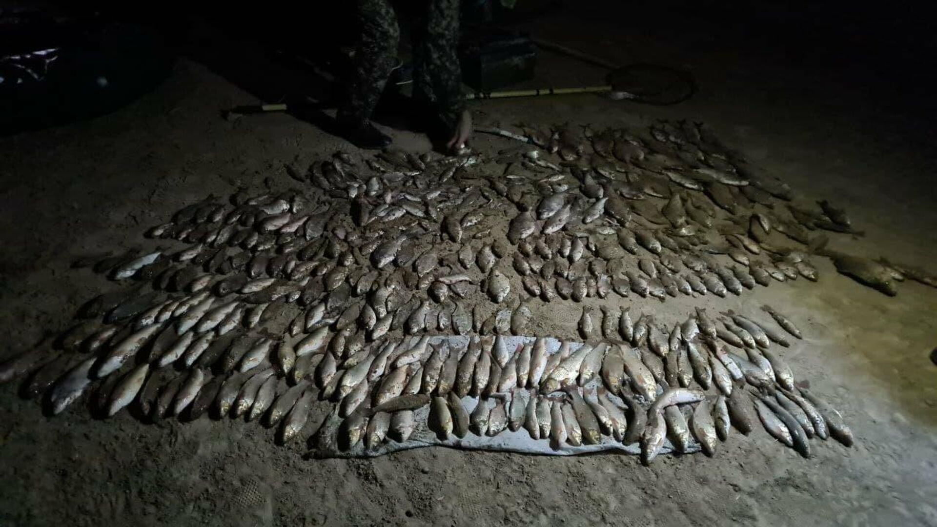 В Узбекистане задержали браконьеров, поймавших на электроудочку краснокнижных рыб - Sputnik Узбекистан, 1920, 24.12.2021