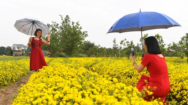 Женщины позируют среди хризантем в провинции Хунг Йен, Вьетнам - Sputnik Узбекистан