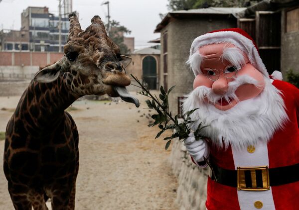Работник в костюме Санта-Клауса угощает жирафа в зоопарке Лимы, Перу, 17 декабря 2021 г. - Sputnik Узбекистан