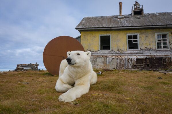 Белый медведь на заброшенной метеостанции на острове Колючин в Чукотском море - Sputnik Узбекистан