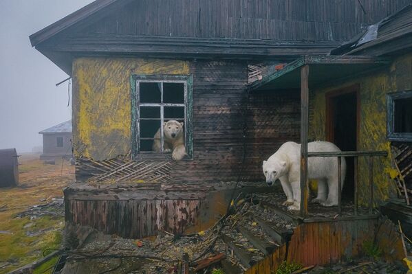 Белые медведи на заброшенной метеостанции на острове Колючин в Чукотском море - Sputnik Узбекистан