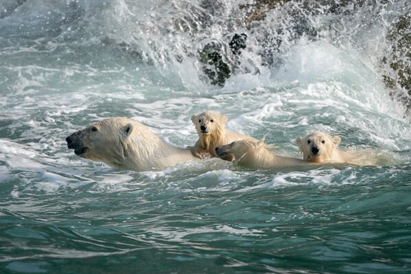 Белые медведи в Чукотском море - Sputnik Узбекистан