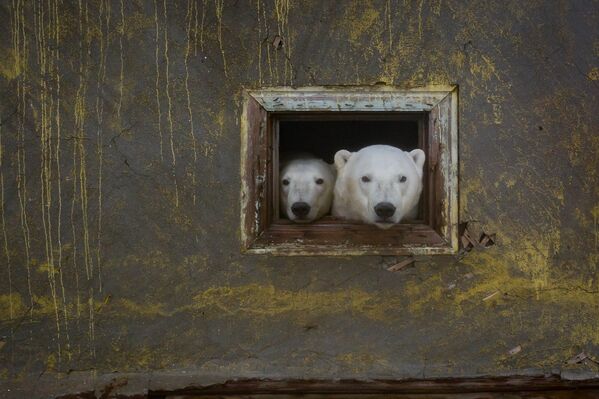 Белые медведи на заброшенной метеостанции на острове Колючин в Чукотском море - Sputnik Узбекистан