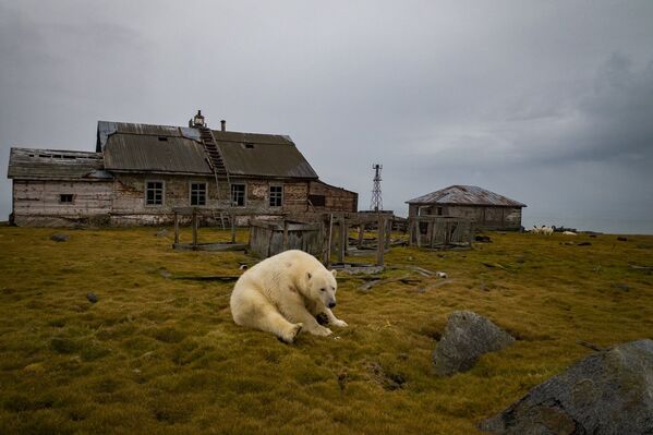 Белый медведь на заброшенной метеостанции на острове Колючин в Чукотском море - Sputnik Узбекистан