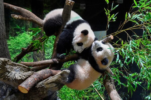 Детеныши гигантской панды Лей-Лей и Сяо-Сяо родились в прошлом июне в Зоологическом саду Уэно в Токио. - Sputnik Узбекистан