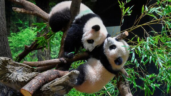 Панды-близнецы Lei Lei и Xiao Xiao в зоопарке Ueno в Токио  - Sputnik Узбекистан