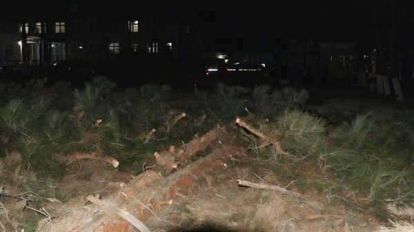 В перинатальном центре Андижана вырублено 12 деревьев - Sputnik Ўзбекистон