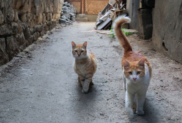Сначала кошки смотрели на домики с любопытством. - Sputnik Узбекистан