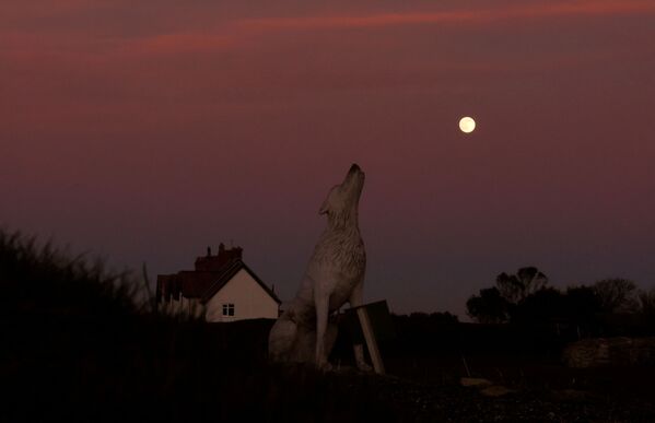 В той же Великобритании появился еще один атмосферный снимок - на нем изображены волк и Волчья Луна. - Sputnik Узбекистан