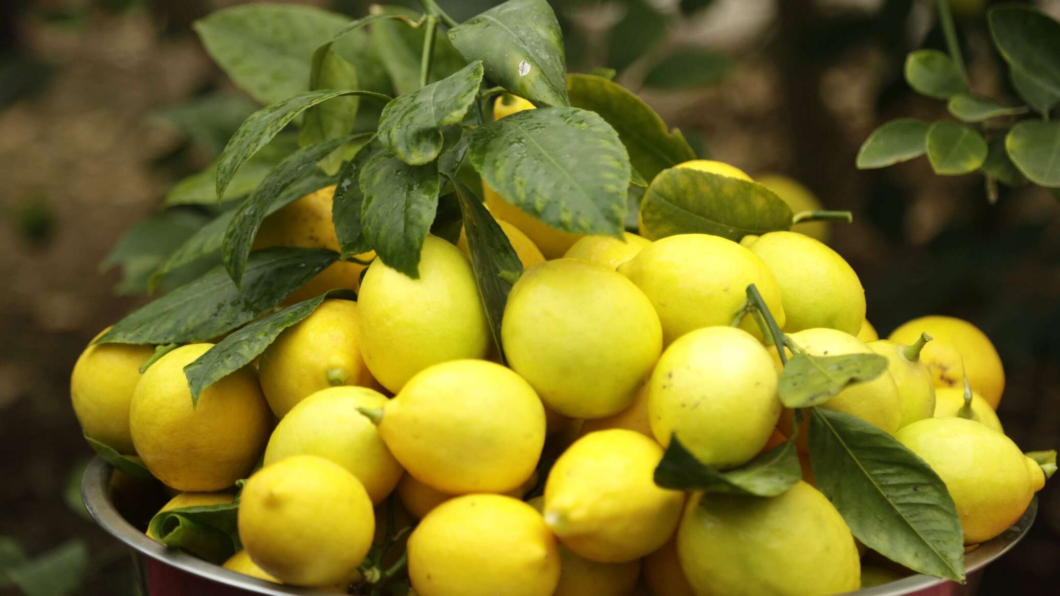 Профилактика простуды: мед и лимон