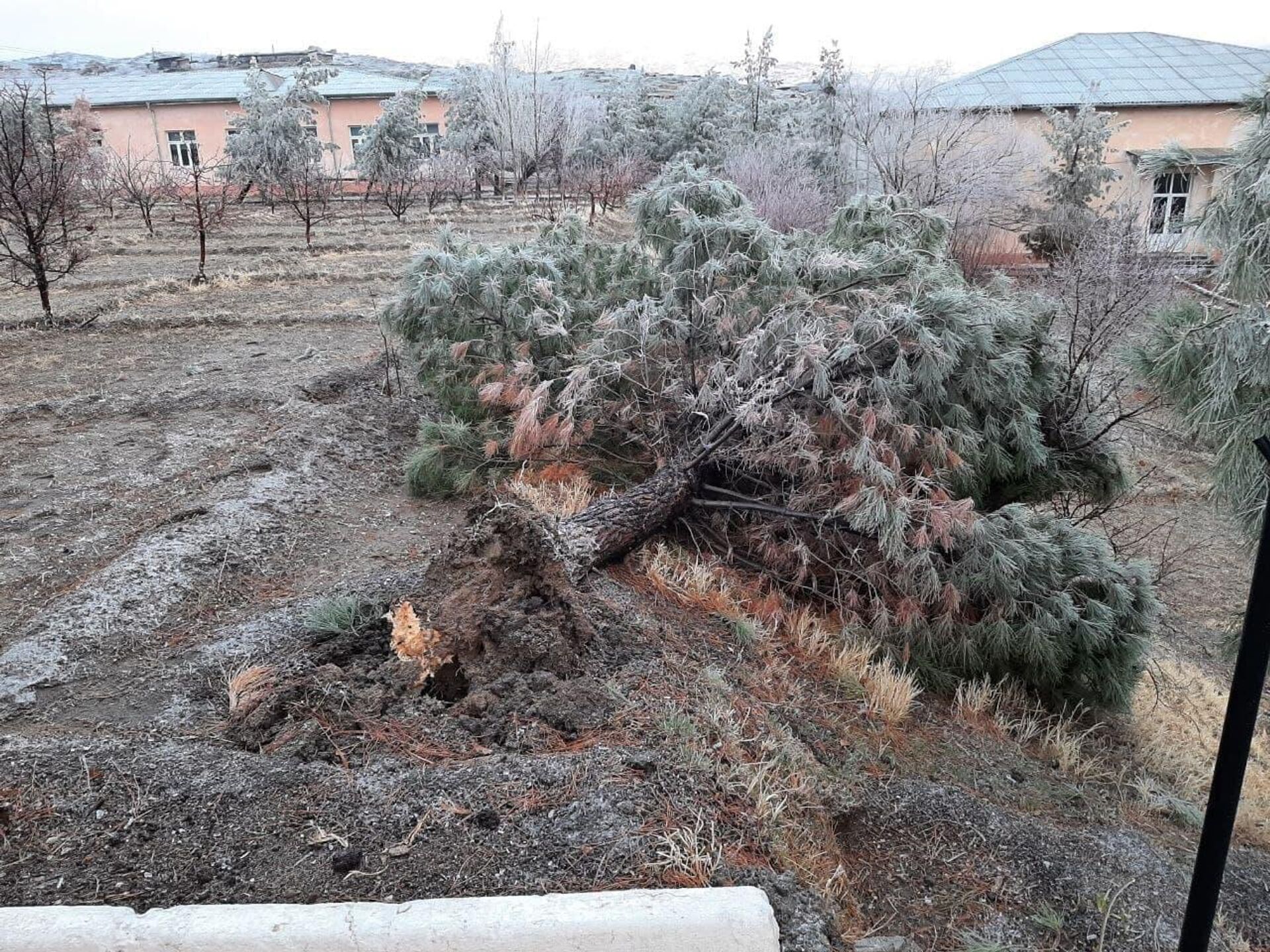 В Джизаке сильный ветер повалил редкие деревья - Sputnik Узбекистан, 1920, 20.01.2022