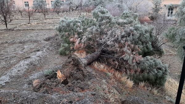 В Джизаке сильный ветер повалил редкие деревья - Sputnik Ўзбекистон
