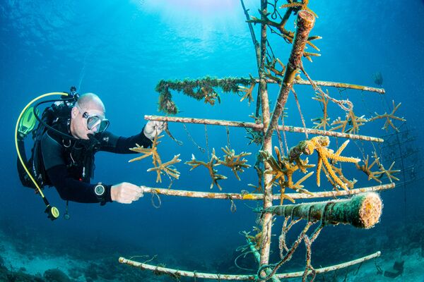Дайвер изучает процесс роста коралловых фрагментов на дереве, созданном из живых кораллов для восстановления коралловых рифов на Барбадосе. - Sputnik Узбекистан