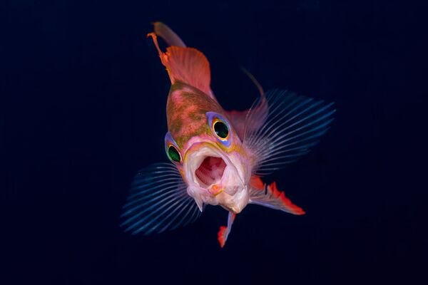 На этом снимке запечатлен момент, когда рыба широко открывает рот, обнажая внутренние жабры. - Sputnik Узбекистан