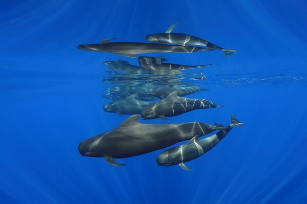 Канал между островами Тенерифе и Ла Гомера. Самки и детеныши молодых китов плавают вместе.  - Sputnik Узбекистан