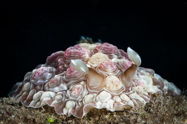 Этот голожаберный моллюск издалека сильно напоминает букет роз. - Sputnik Узбекистан