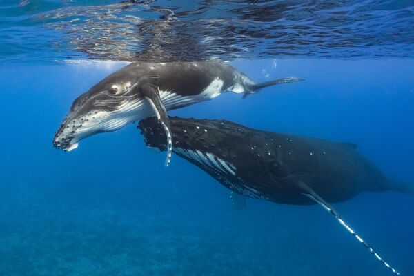 Мать и дитя. Семья горбатых китов, Таити. - Sputnik Узбекистан