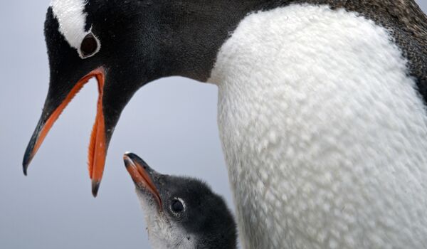 Папуанский пингвин кормит птенца на станции Бернардо О&quot;Хиггинса в Антарктике. - Sputnik Узбекистан