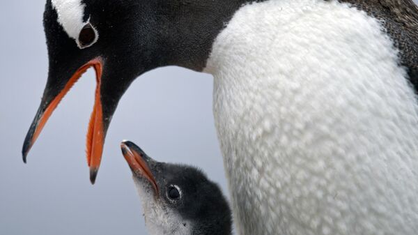 Папуасский пингвин кормит своего детеныша на станции Бернардо О'Хиггинс в Антарктиде - Sputnik Узбекистан