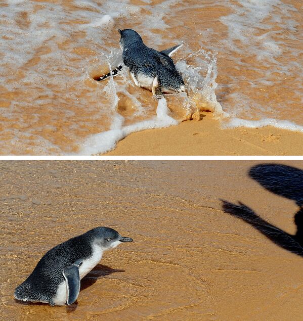 Двух пингвинят выпускают в океан после лечения в ветеринарной клинике при зоопарке &quot;Таронга&quot; в Сиднее. Ежегодно в госпитале спасают около 30 пингвинов. - Sputnik Узбекистан