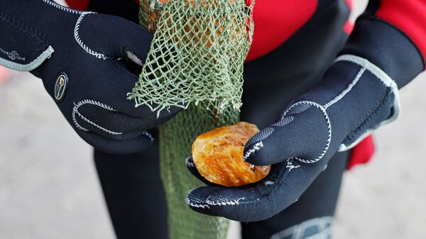 Добытый янтарь в Балтийском море у калининградского побережья - Sputnik Узбекистан