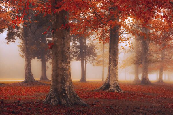 Ярко-красная осень в парке Магнолия Рдиж. Техас, США. Фотограф: Джай Шет, США. - Sputnik Узбекистан