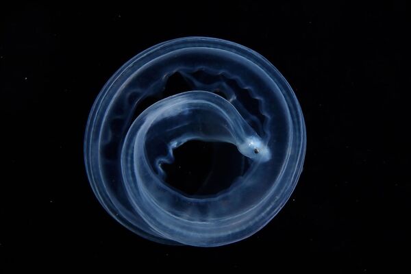 Загадочное создание в океанских водах у побережья Филиппин. Фотограф: Чжиюе Ши, Китай. - Sputnik Узбекистан