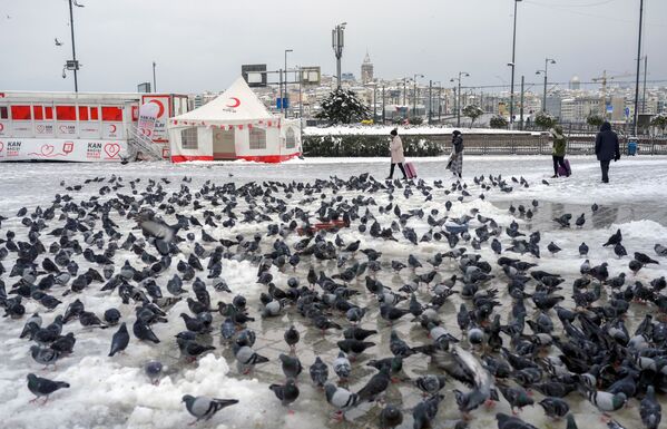 Снегопад в Турции вызвал перебои в работе общественного транспорта и аэропортов.  Голуби на площади в Стамбуле, 25 января 2022 г.  - Sputnik Узбекистан