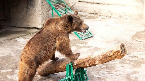 Кавказский бурый медведь Зузу - Sputnik Узбекистан