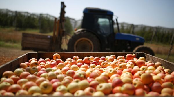 Сбор урожая яблок - Sputnik Узбекистан