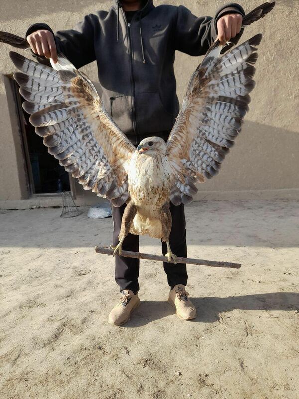 Житель Нурабадского района спас хищную птицу. - Sputnik Узбекистан