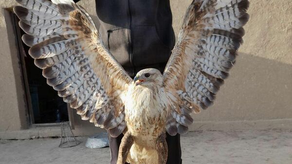 Житель Нурабадского района спас хищную птицу - Sputnik Узбекистан