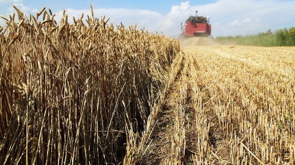 Уборка пшеницы на полях в Донецкой области - Sputnik Ўзбекистон