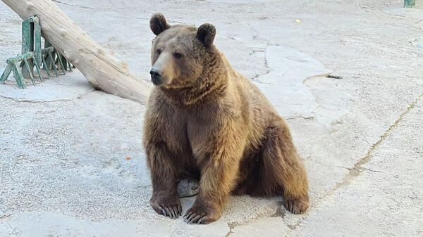 Медведь Зузу из Ташкентского зоопарка - Sputnik Узбекистан