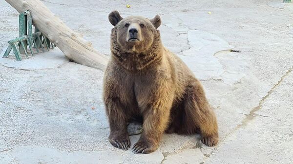 Медведь Зузу из Ташкентского зоопарка - Sputnik Ўзбекистон