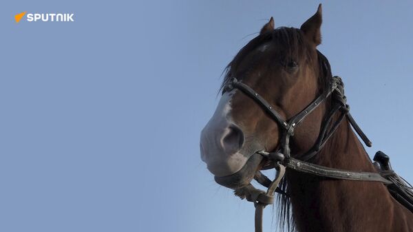 Смогут ли узбекские лошади-карабаиры участвовать в международных соревнованиях - Sputnik Узбекистан
