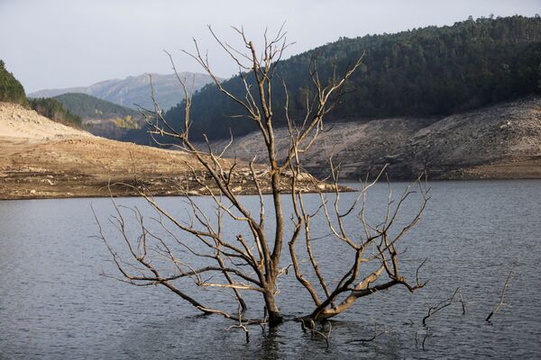 Затопленное дерево появилось над поверхностью воды в обмелевшем водохранилище Альто-Линдозо. - Sputnik Узбекистан