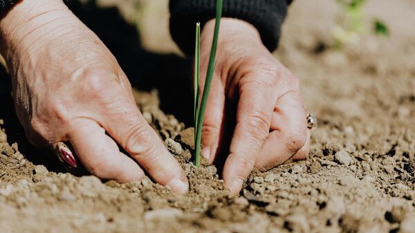 Руки почва земля - Sputnik Узбекистан