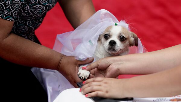 Свадьба собак в рамках местного конкурса MatriCan в День святого Валентина в Лиме, Перу - Sputnik Ўзбекистон