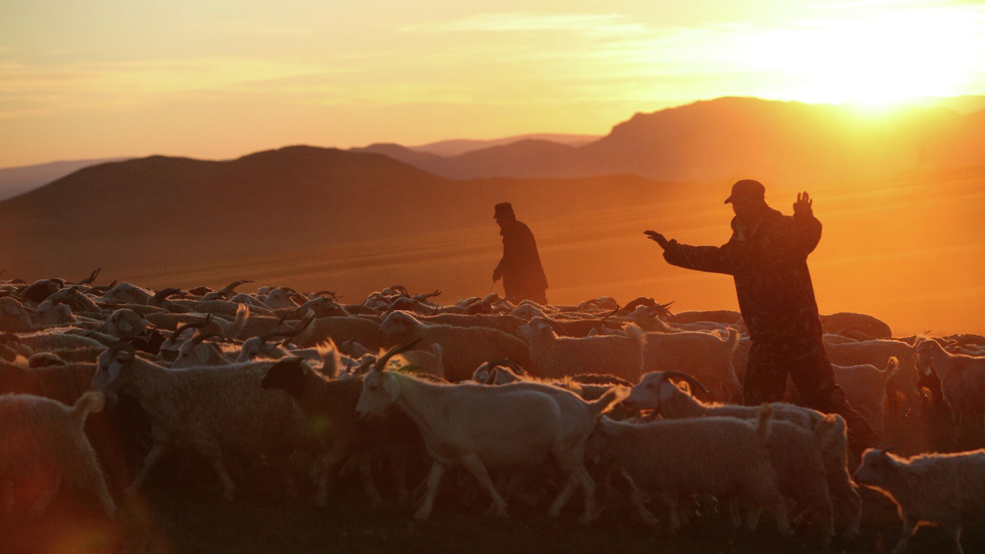 Пастухи загоняют стадо овец в загон, архивное фото - Sputnik Узбекистан, 1920, 30.07.2022