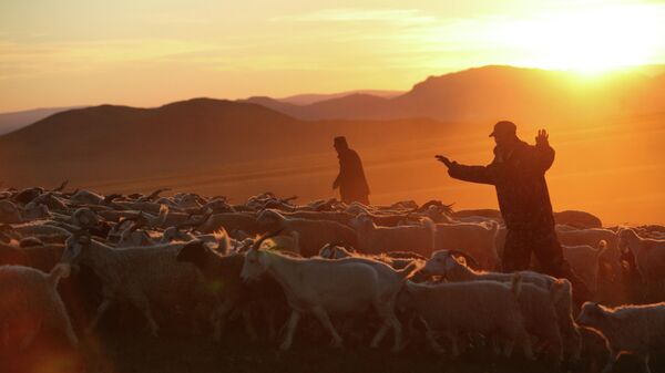 Пастухи загоняют стадо овец в загон, архивное фото - Sputnik Узбекистан
