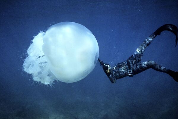 G‘avvos Livan shimolidagi Batroun shahri qirg‘oqlari yaqinida katta meduza yonida suzmoqda - Sputnik O‘zbekiston