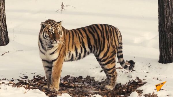 Как в Казахстане готовятся к возрождению тигра - Sputnik Узбекистан