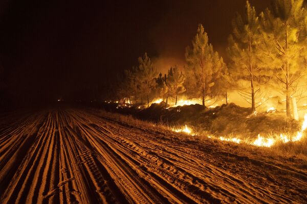 Противопожарная полоса на границе леса. - Sputnik Узбекистан