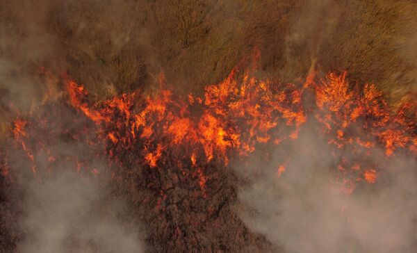Огонь быстро распространяется степи в  национальном парке Иберы. - Sputnik Узбекистан