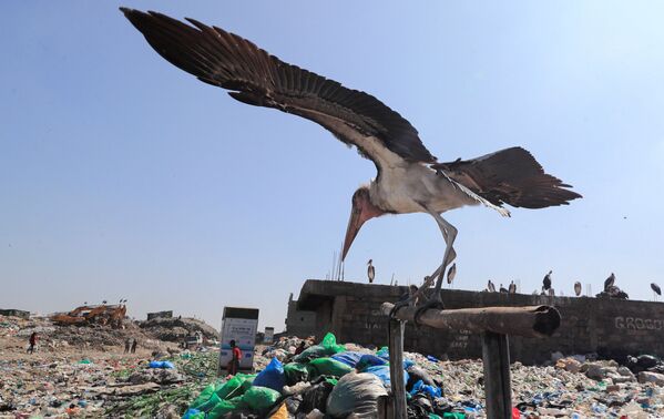 Аист марабу на свалке пластиковых отходов в Кении. - Sputnik Узбекистан