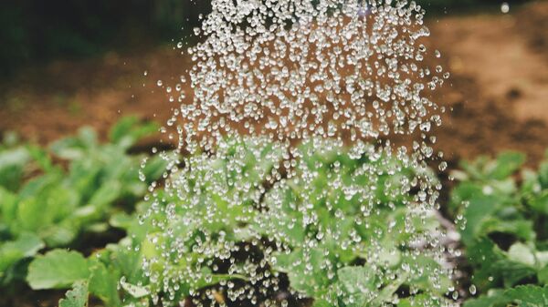 водосберегающие технологии в сельском хозяйстве - Sputnik Ўзбекистон