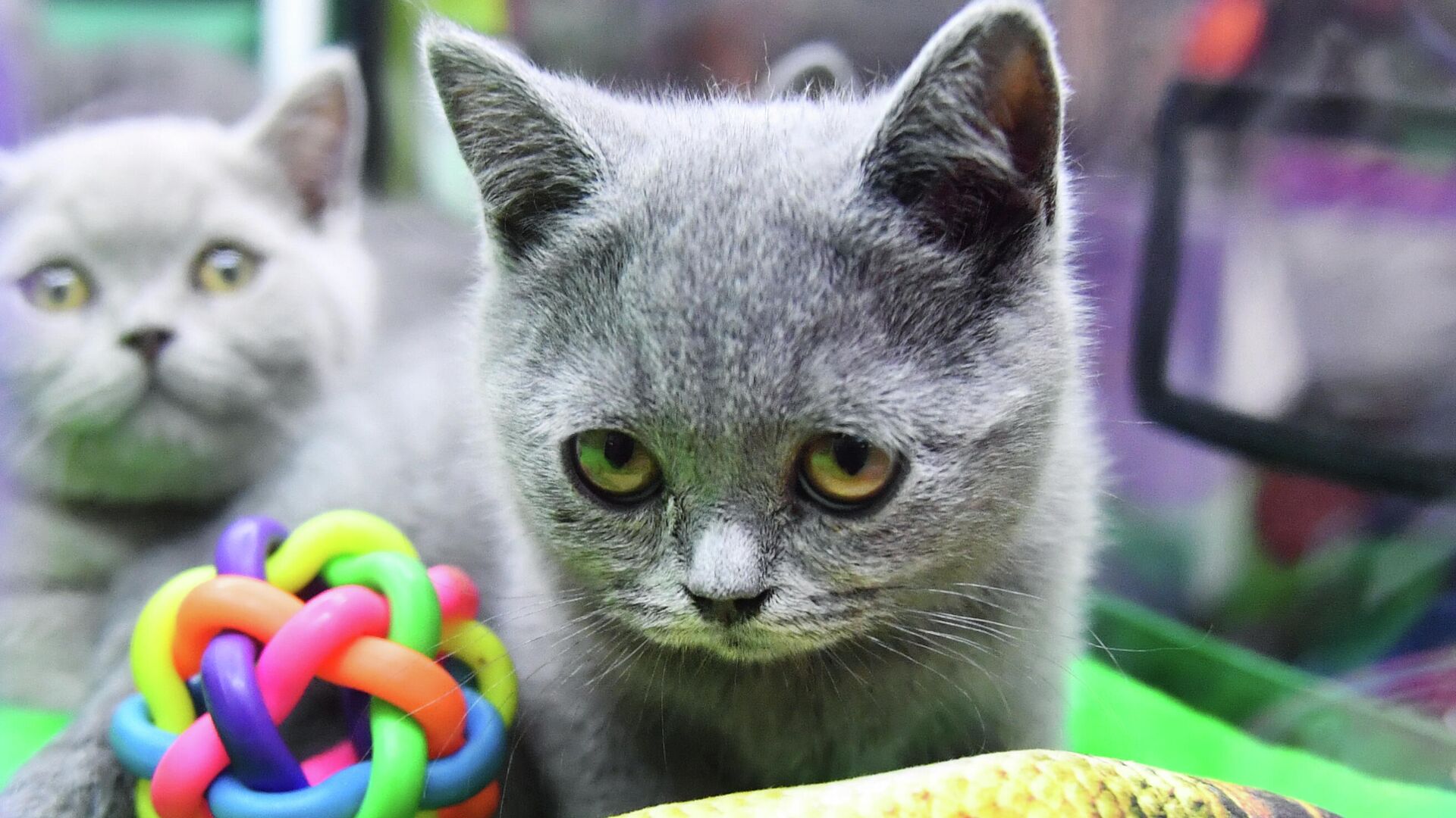 Выставки КоШарики Шоу и KOT da VINCI - 10 в Москве Выставки КоШарики Шоу и KOT da VINCI - 10 в Москве - Sputnik Узбекистан, 1920, 29.09.2025