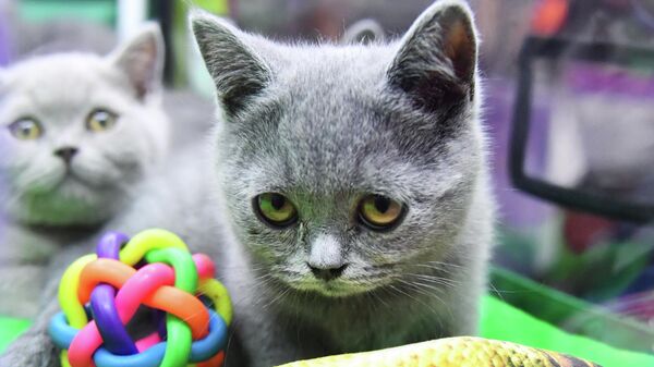 Выставки КоШарики Шоу и KOT da VINCI - 10 в Москве - Sputnik Узбекистан