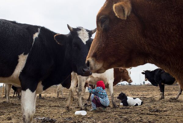 Эман, 13 лет, доит коров во время стоянки. - Sputnik Узбекистан